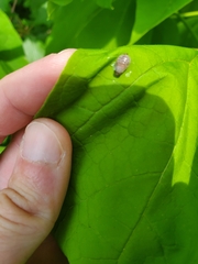 Ocyptamus fuscipennis