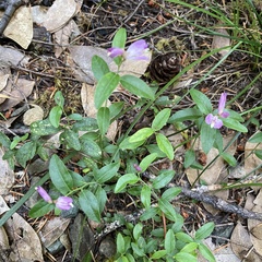 Rhinotropis californica