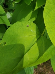 Ocyptamus fuscipennis