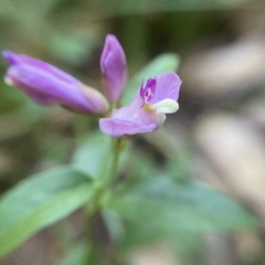 Rhinotropis californica