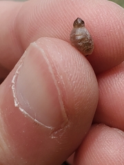 Ocyptamus fuscipennis