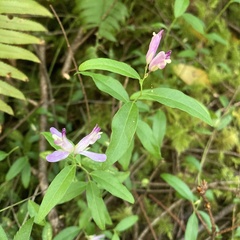 Rhinotropis californica
