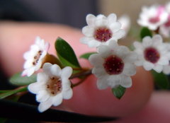 Thryptomene calycina
