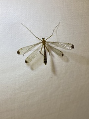 Hylobittacus apicalis