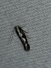 Agnippe prunifoliella