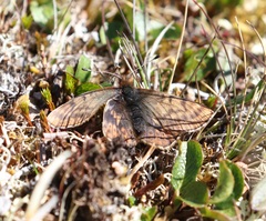 Boloria improba