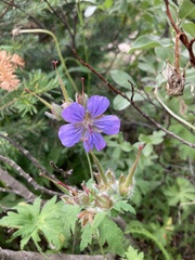Geranium erianthum