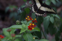 Heraclides ornythion