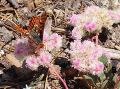 Euphydryas chalcedona sierra