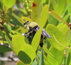Laphria astur