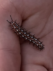 Euptoieta claudia