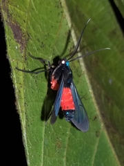 Cosmosoma zurcheri