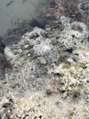 Clibanarius tricolor