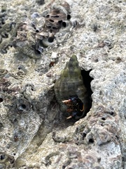 Clibanarius tricolor