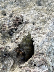 Clibanarius tricolor