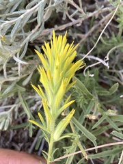 Castilleja flava flava