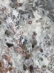 Brachidontes modiolus