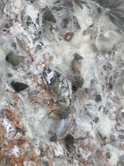 Brachidontes modiolus