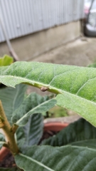 Pseudocneorhinus bifasciatus