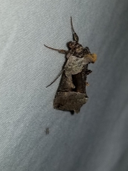 Autographa ampla
