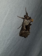 Autographa ampla
