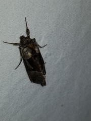 Autographa ampla
