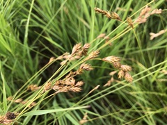 Carex praticola