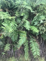 Blechnum brasiliense