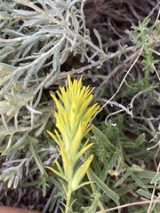 Castilleja flava flava