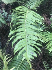 Blechnum brasiliense