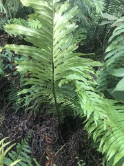 Blechnum brasiliense
