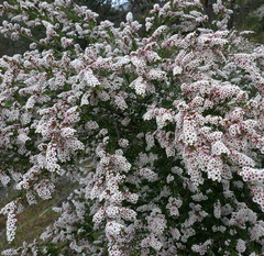 Thryptomene calycina