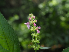 Stachys latidens