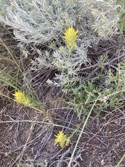 Castilleja flava flava