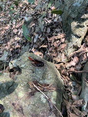 Macrocheraia grandis