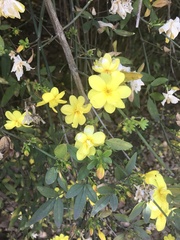 Jasminum mesnyi