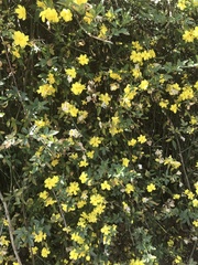Jasminum mesnyi
