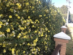 Jasminum mesnyi
