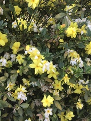 Jasminum mesnyi