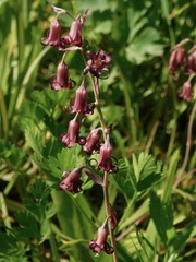 Anticlea occidentalis