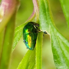 Eurhinus