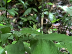 Choeradodis rhomboidea