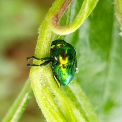 Eurhinus