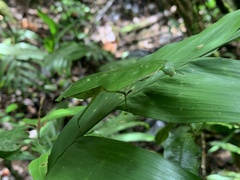 Choeradodis rhomboidea