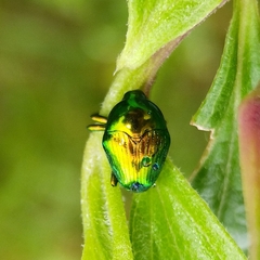 Eurhinus