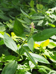 Stachys latidens