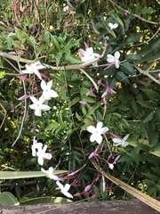 Jasminum polyanthum