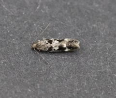 Caryocolum cassella
