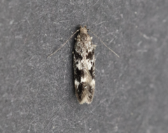 Caryocolum cassella