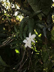 Jasminum polyanthum